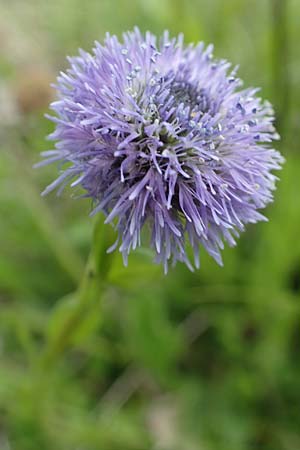 Globularia bisnagarica \ Gewhnliche Kugelblume / Common Globularia, D Werbach 20.5.2017