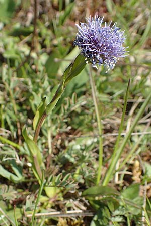 Globularia bisnagarica \ Gewhnliche Kugelblume / Common Globularia, D Neuleiningen 15.5.2019