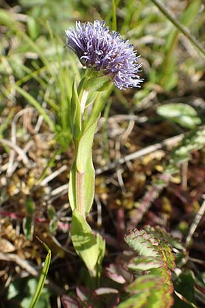 Globularia bisnagarica \ Gewhnliche Kugelblume / Common Globularia, D Neuleiningen 15.5.2019