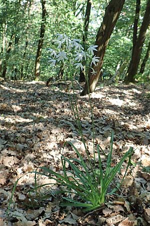 Anthericum liliago \ Astlose Graslilie / St. Bernard's Lily, D Neustadt an der Weinstraße 2.6.2019