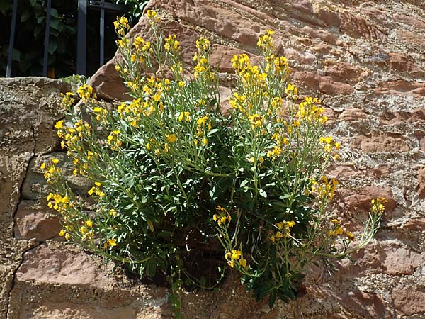 Erysimum cheiri \ Goldlack / Wallflower, D Neuleiningen 23.4.2020