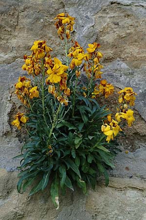 Erysimum cheiri \ Goldlack / Wallflower, D Neuleiningen 23.4.2020