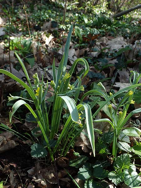 Gagea lutea \ Wald-Gelbstern / Star of Bethlehem, D Bensheim 29.3.2021