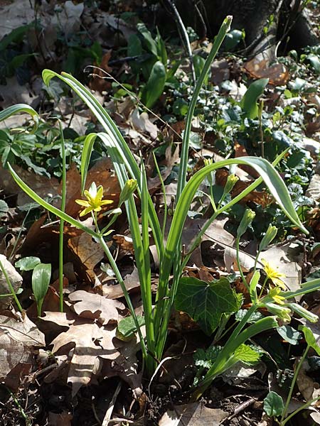 Gagea lutea \ Wald-Gelbstern / Star of Bethlehem, D Bensheim 29.3.2021