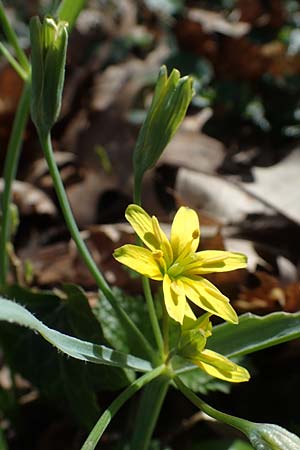 Gagea lutea \ Wald-Gelbstern / Star of Bethlehem, D Bensheim 29.3.2021