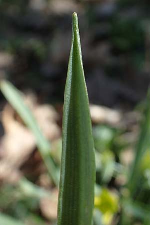 Gagea lutea \ Wald-Gelbstern / Star of Bethlehem, D Bensheim 29.3.2021