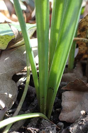 Gagea lutea \ Wald-Gelbstern / Star of Bethlehem, D Bensheim 29.3.2021