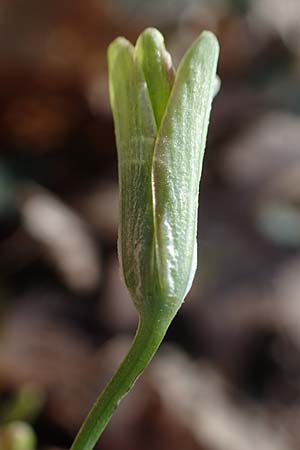 Gagea lutea \ Wald-Gelbstern / Star of Bethlehem, D Bensheim 29.3.2021