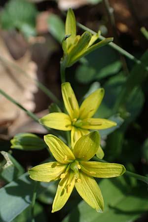 Gagea lutea \ Wald-Gelbstern / Star of Bethlehem, D Bensheim 29.3.2021