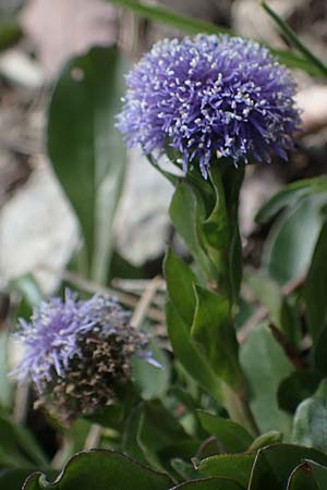 Globularia bisnagarica \ Gewhnliche Kugelblume / Common Globularia, D Königheim 3.5.2021