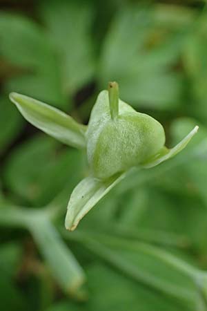 Gagea lutea \ Wald-Gelbstern / Star of Bethlehem, D Bensheim 8.5.2021