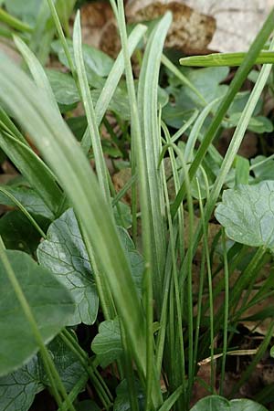 Gagea lutea \ Wald-Gelbstern / Star of Bethlehem, D Bensheim 29.3.2022