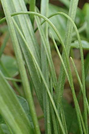 Gagea lutea \ Wald-Gelbstern / Star of Bethlehem, D Bensheim 29.3.2022