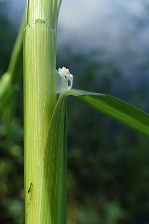 Glyceria fluitans \ Flutender Schwaden / Floating Sweet Grass, D Regen 12.8.2024