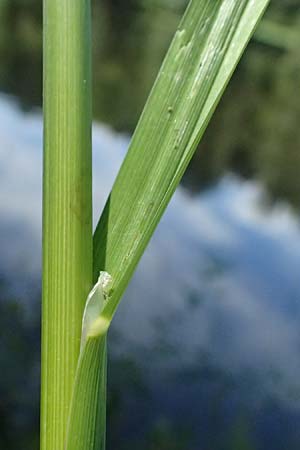 Glyceria fluitans \ Flutender Schwaden / Floating Sweet Grass, D Regen 12.8.2024