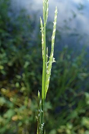 Glyceria fluitans \ Flutender Schwaden / Floating Sweet Grass, D Regen 12.8.2024