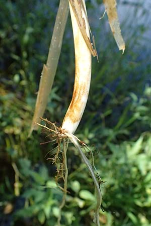 Glyceria fluitans \ Flutender Schwaden / Floating Sweet Grass, D Regen 12.8.2024