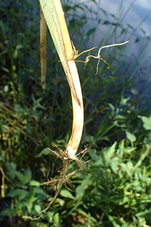 Glyceria fluitans \ Flutender Schwaden / Floating Sweet Grass, D Regen 12.8.2024