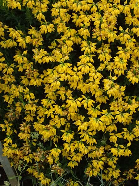 Genista lydia \ Lydischer Ginster, D Botan. Gar.  Universit.  Ulm 26.5.2025