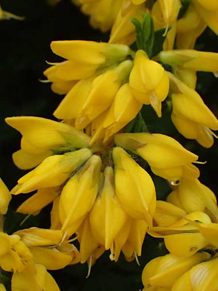 Genista lydia \ Lydischer Ginster, D Botan. Gar.  Universit.  Ulm 26.5.2025