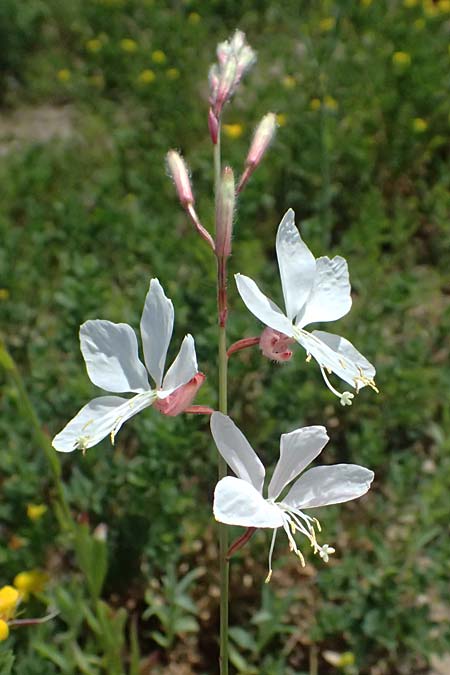 Oenothera lindheimeri \ Pr�rie-Prachtkerze / Bee Blossom, Whirling Butterflies, D Mannheim 6.6.2026