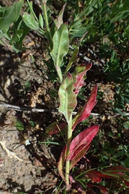 Oenothera lindheimeri \ Pr�rie-Prachtkerze / Bee Blossom, Whirling Butterflies, D Mannheim 6.6.2026