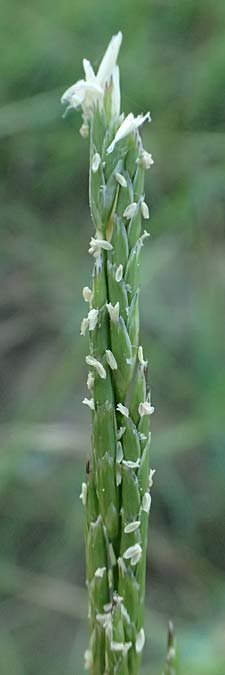 Glyceria fluitans \ Flutender Schwaden / Floating Sweet Grass, D Neustadt am Main 28.6.2026