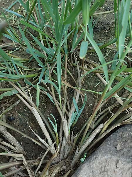 Glyceria fluitans \ Flutender Schwaden / Floating Sweet Grass, D Neustadt am Main 28.6.2026