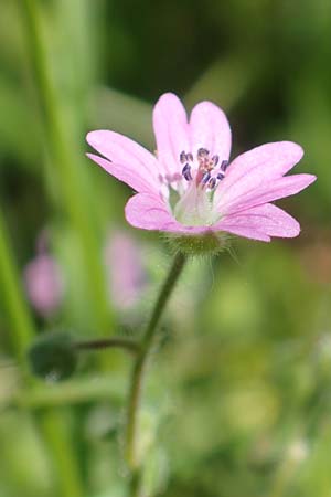 Geranium molle \ Weicher Storchschnabel / Dove-Foot Crane's-Bill, D Frankfurt-Bonames 26.5.2017
