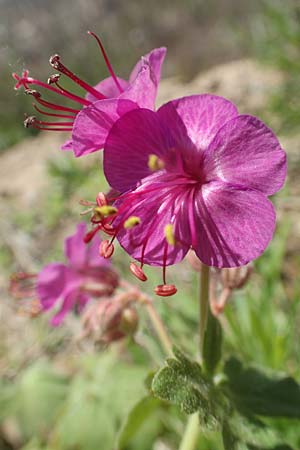 Geranium macrorrhizum \ Felsen-Storchschnabel / Rock Crane's-Bill, D Mannheim 27.4.2020