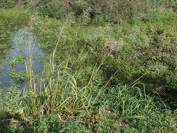 Glyceria maxima \ Wasser-Schwaden / Reed Manna Grass, Reed Sweet Grass, D Römerberg 30.8.2022