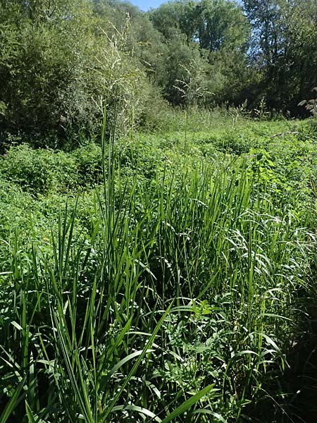 Glyceria maxima \ Wasser-Schwaden / Reed Manna Grass, Reed Sweet Grass, D R&ouml;merberg 15.9.2026