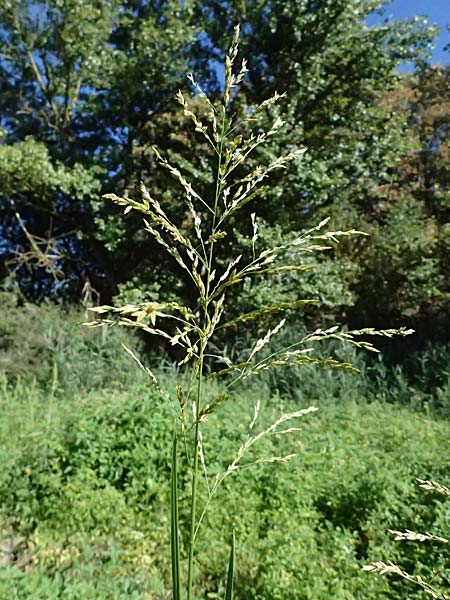 Glyceria maxima \ Wasser-Schwaden / Reed Manna Grass, Reed Sweet Grass, D R&ouml;merberg 15.9.2026