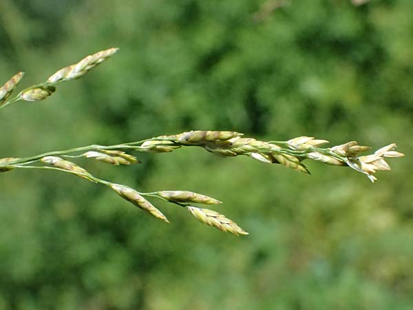 Glyceria maxima \ Wasser-Schwaden / Reed Manna Grass, Reed Sweet Grass, D R&ouml;merberg 15.9.2026
