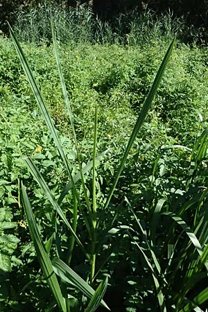Glyceria maxima \ Wasser-Schwaden / Reed Manna Grass, Reed Sweet Grass, D R&ouml;merberg 15.9.2026