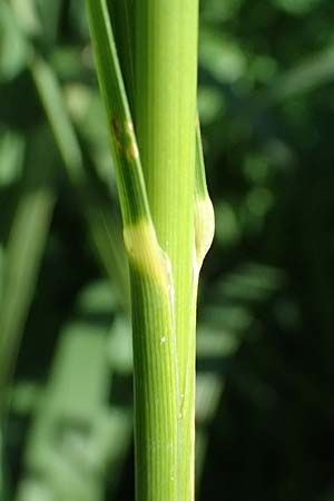 Glyceria maxima \ Wasser-Schwaden / Reed Manna Grass, Reed Sweet Grass, D R&ouml;merberg 15.9.2026