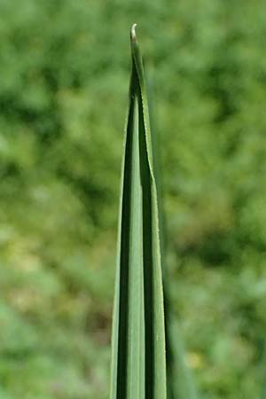 Glyceria maxima \ Wasser-Schwaden / Reed Manna Grass, Reed Sweet Grass, D R&ouml;merberg 15.9.2026