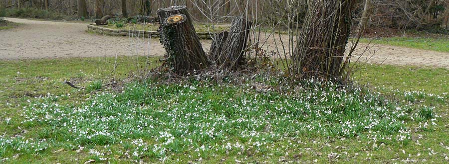 Galanthus nivalis \ Echtes Schneeglckchen / Snowdrop, D Ludwigshafen 8.3.2021