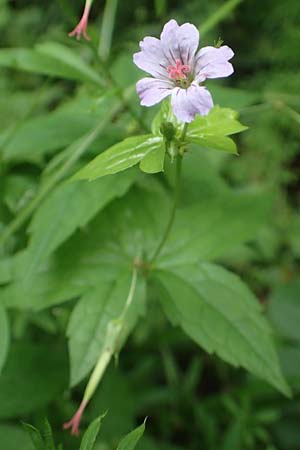 Geranium nodosum \ Knotiger Storchschnabel / Knotted Crane's-Bill, D Weinheim an der Bergstraße 20.6.2016