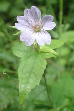 Geranium nodosum \ Knotiger Storchschnabel / Knotted Crane's-Bill, D Weinheim an der Bergstraße 20.6.2016