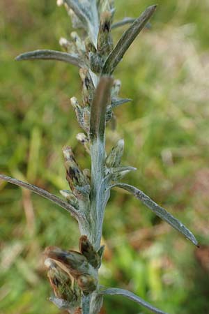 Gnaphalium norvegicum \ Norwegisches Ruhrkraut, D Schwarzwald, Belchen 22.7.2017