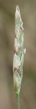Glyceria notata \ Falt-Schwaden / Marked Glyceria, Plicate Sweet-Grass, D Ochsenbach 31.10.2018