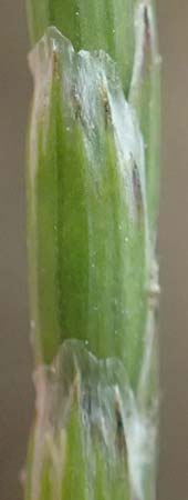 Glyceria notata \ Falt-Schwaden / Marked Glyceria, Plicate Sweet-Grass, D Ochsenbach 31.10.2018