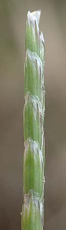Glyceria notata \ Falt-Schwaden / Marked Glyceria, Plicate Sweet-Grass, D Ochsenbach 31.10.2018