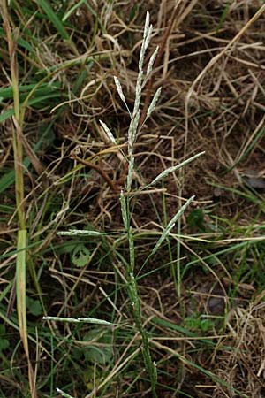 Glyceria notata \ Falt-Schwaden / Marked Glyceria, Plicate Sweet-Grass, D Ochsenbach 31.10.2018