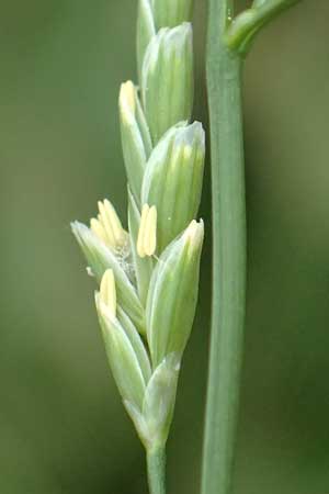 Glyceria notata \ Falt-Schwaden / Marked Glyceria, Plicate Sweet-Grass, D Ochsenbach 31.10.2018