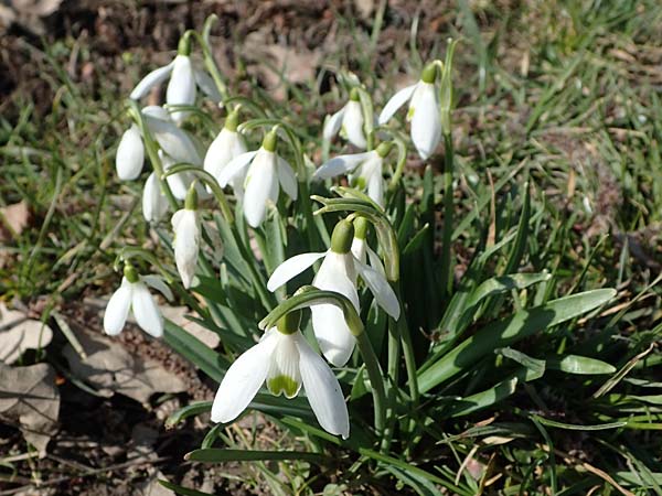 Galanthus nivalis \ Echtes Schneeglckchen / Snowdrop, D Ludwigshafen 8.3.2021