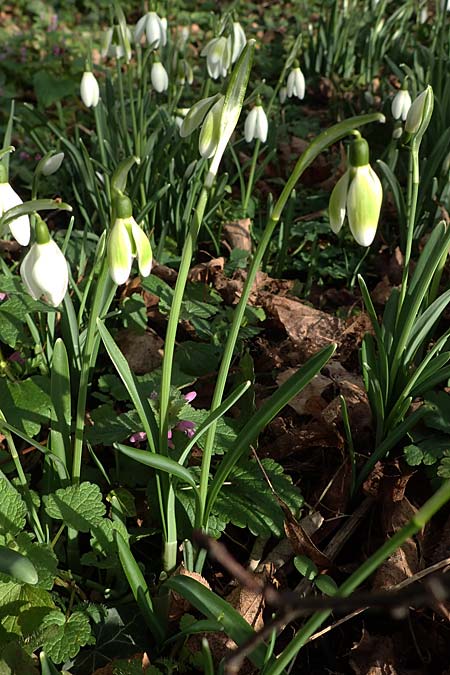 Galanthus nivalis \ Echtes Schneeglckchen / Snowdrop, D Mannheim-Pfingstberg 4.2.2023