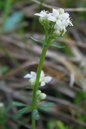 Galium palustre agg. \ Sumpf-Labkraut / Common Marsh Bedstraw, D Schwarzwald/Black-Forest, Schönau 18.5.2007