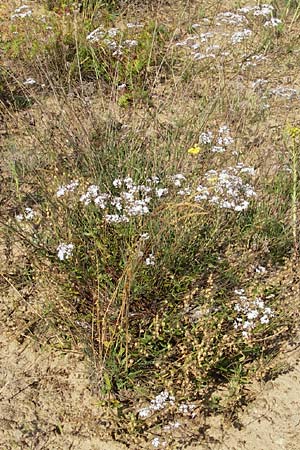 Gypsophila fastigiata \ Bschel-Gipskraut / Gypsophila, D Botan. Gar.  Universit.  Mainz 11.7.2009